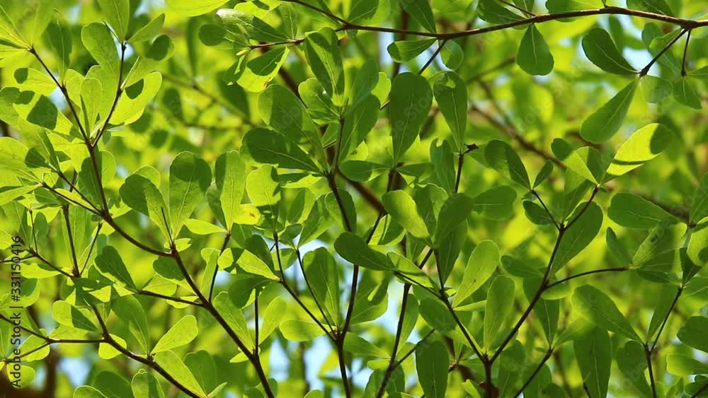 Leaves of tree with sunlight , Chiangmai Thailand Leaves of tree with sunlight , Chiangmai Thailand