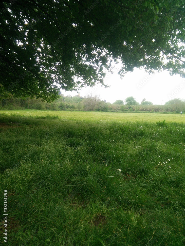 green grass and blue sky green grass and blue sky