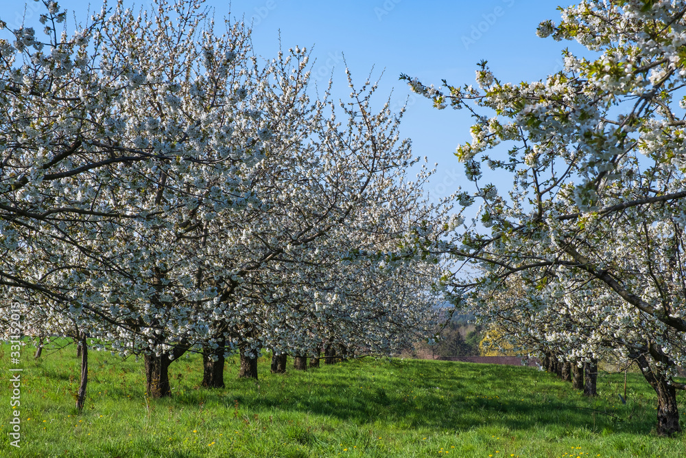 Kirschblüte in der Fränkischen Schweiz/Deutschland Kirschblüte in der Fränkischen Schweiz/Deutschland