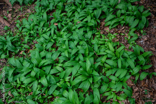 allium ursinum, bear´s garlic leaves