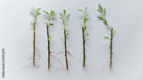 propagation of plants by cuttings 