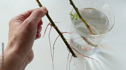 propagation of plants by cuttings 