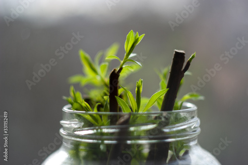 propagation of plants by cuttings 