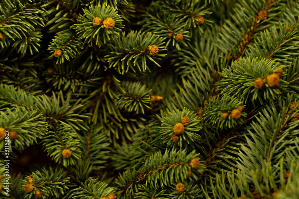 Branches of ever green pine. Close up.