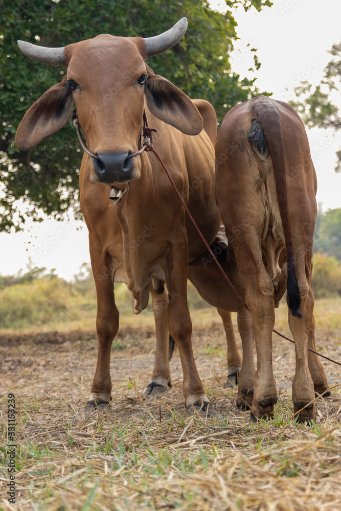 Two cows standing in the field.