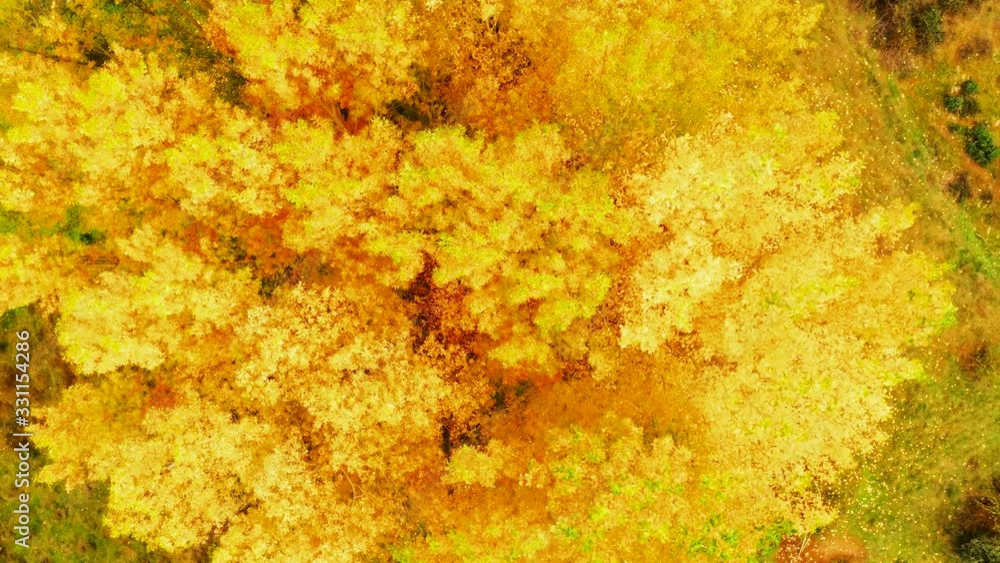 Aerial top down of maple tree on Portugal border with Spain, leaves during the fall, stunning golden yellow, transformation foliage Aerial top down of maple tree on Portugal border with Spain, leaves during the fall, stunning golden yellow, transformation foliage