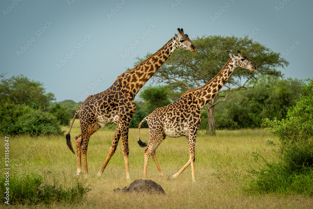 Obraz premium Male Masai giraffe follows female to mate