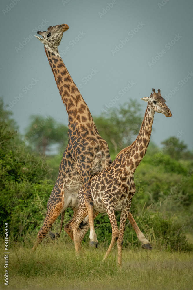 Male Masai giraffe mounts female by trees Male Masai giraffe mounts female by trees