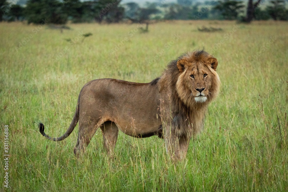 Male lion stands watching camera in grass Male lion stands watching camera in grass