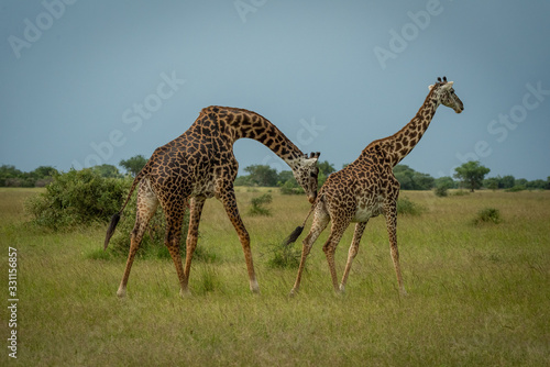 Male Masai giraffe sniffs rear of female