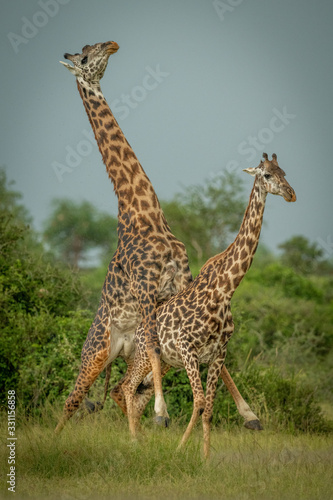 Male Masai giraffe mounts female by trees