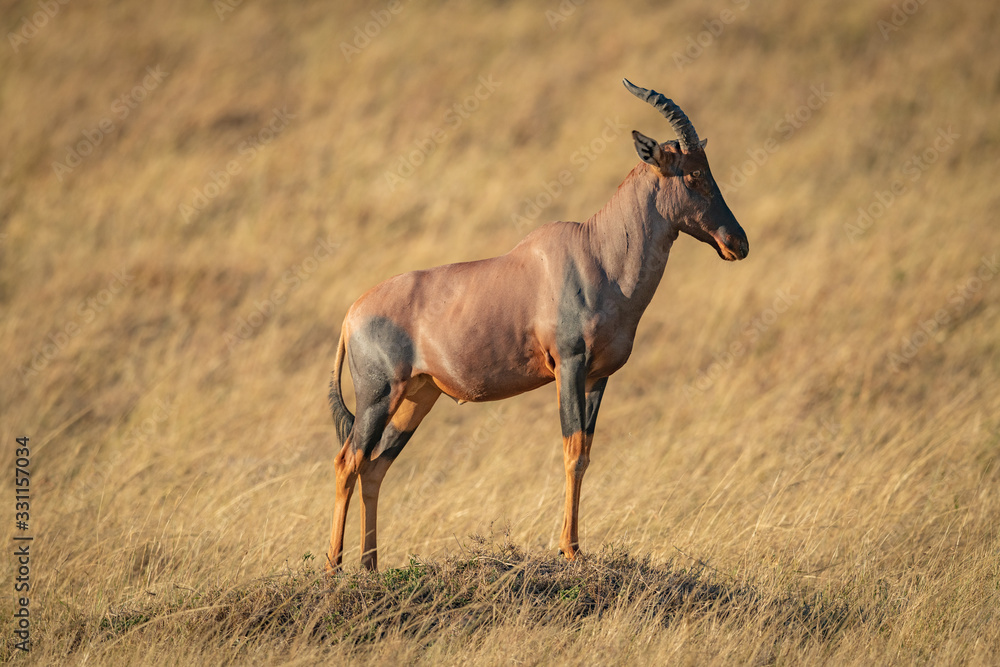 Fototapeta premium Male topi displaying himself on grassy mound