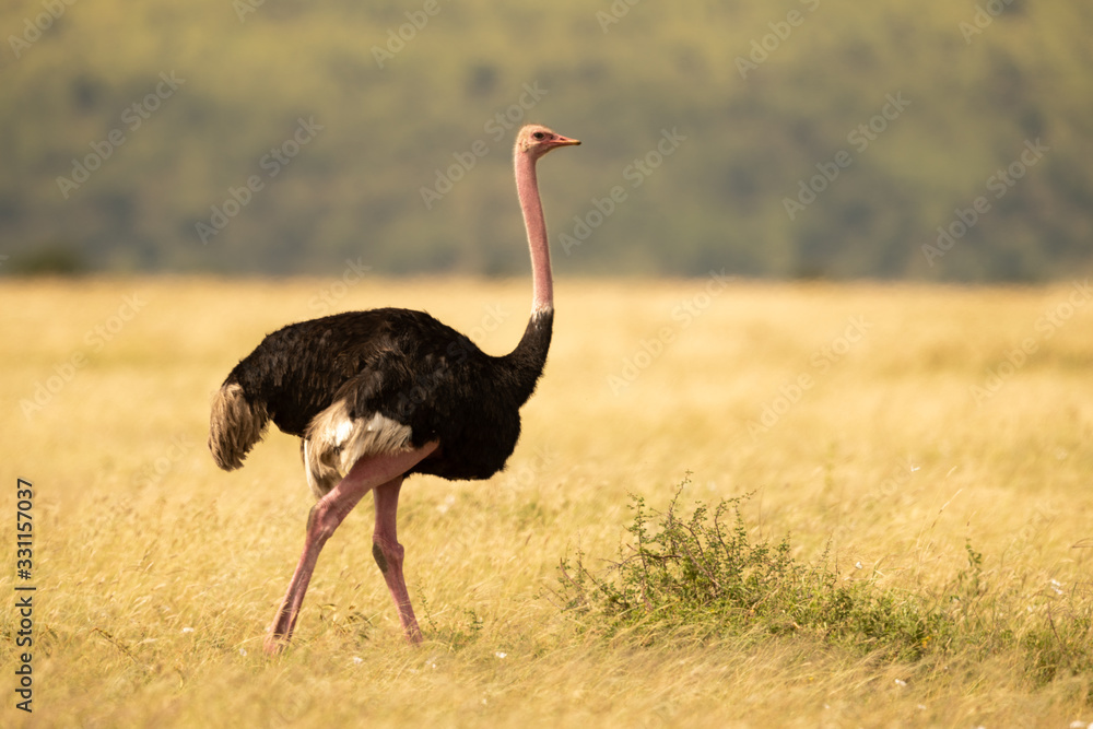Fototapeta premium Male ostrich walking across grassland near trees