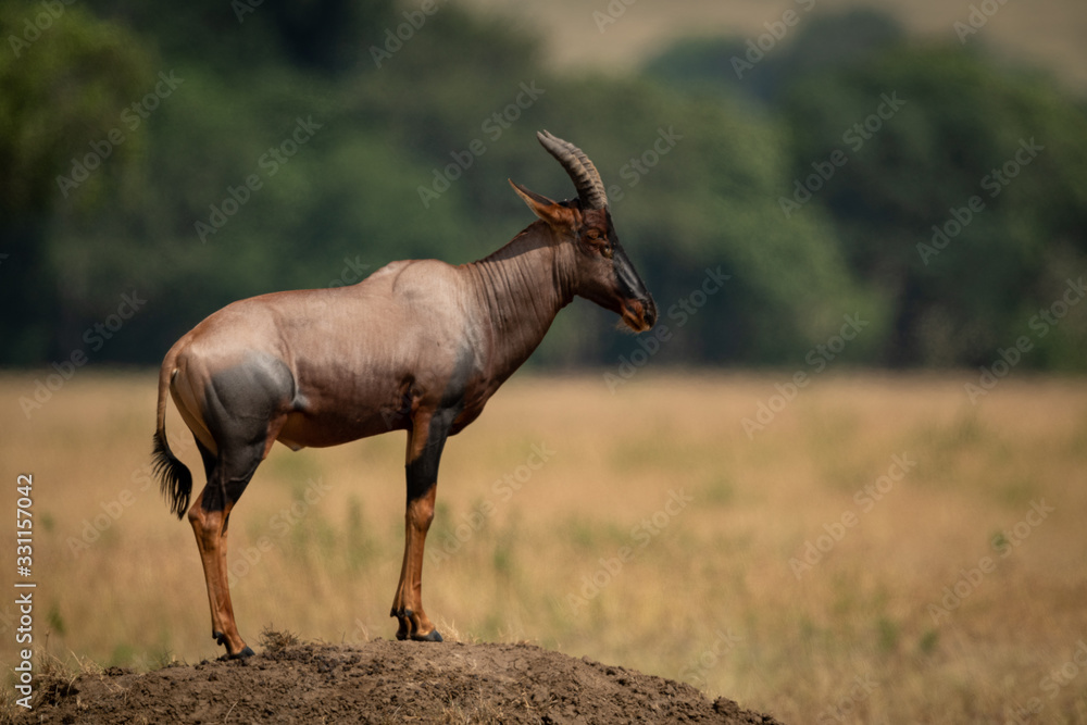 Male topi displays himself on dirt mound Male topi displays himself on dirt mound