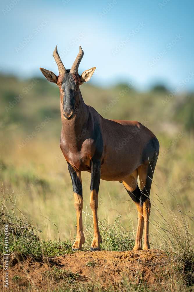 Male topi standing on mound displaying himself Male topi standing on mound displaying himself