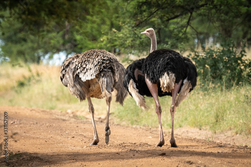 Male ostrich beside female with missing head
