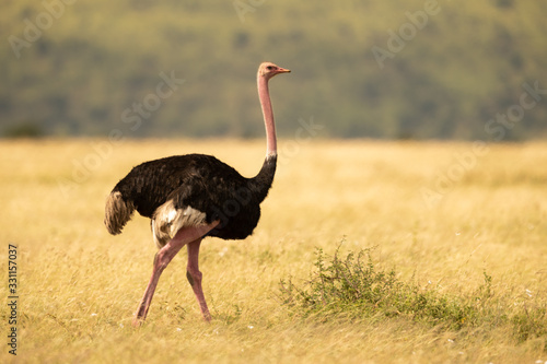 Male ostrich walking across grassland near trees