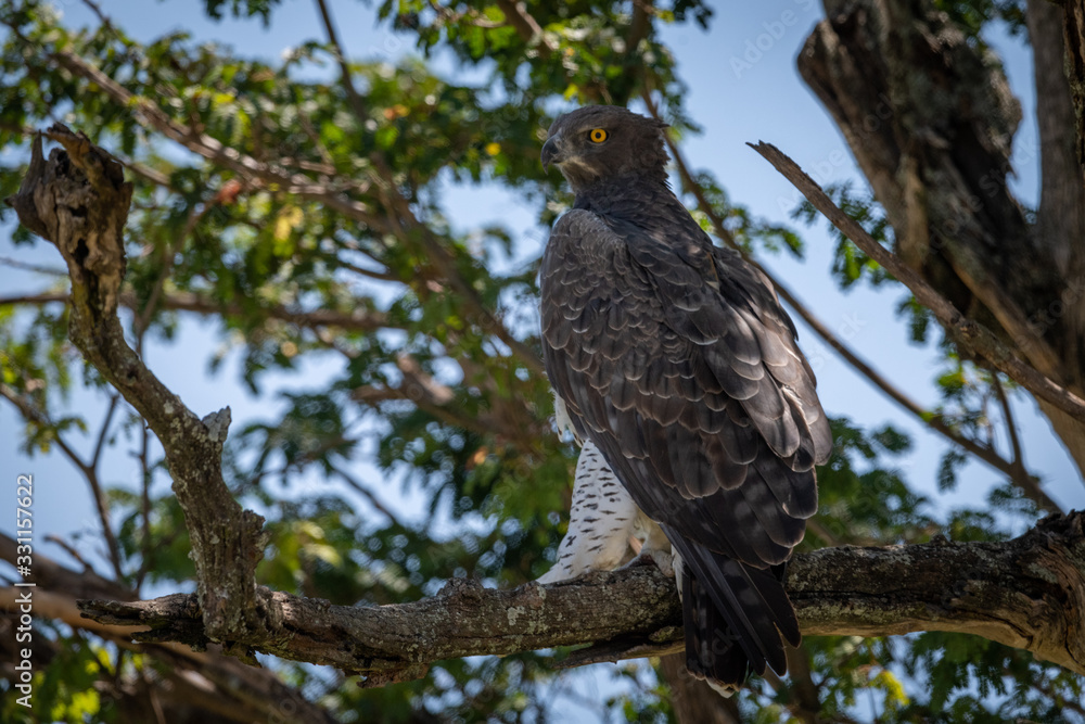 Martial eagle perched on branch looking down Martial eagle perched on branch looking down
