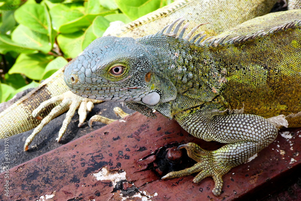 Fototapeta premium Grüner Leguan in Nahaufnahme, Curacao, Karibik 