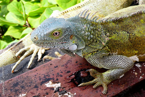Fototapeta Naklejka Na Ścianę i Meble -  Grüner Leguan in Nahaufnahme, Curacao, Karibik	