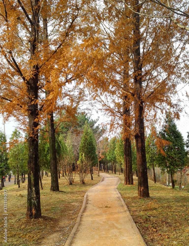 Fototapeta premium pathway in the autumn park