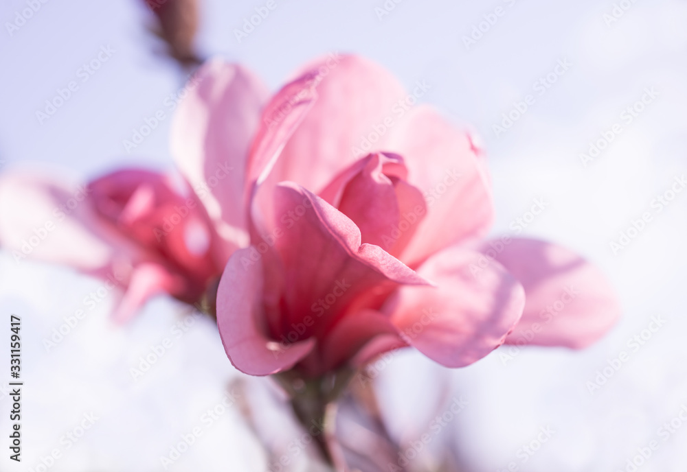 Pink magnolia flowers on a branch blooming in the garden, focus on foreground
