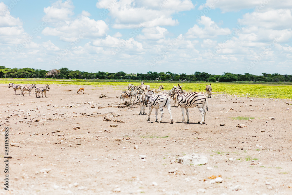 Fototapeta premium Zebra near the Watering hole