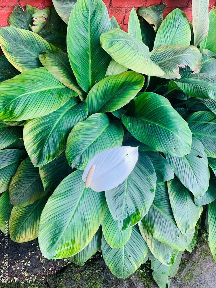 Obraz premium Laceleaf or Anthurium flower plant
