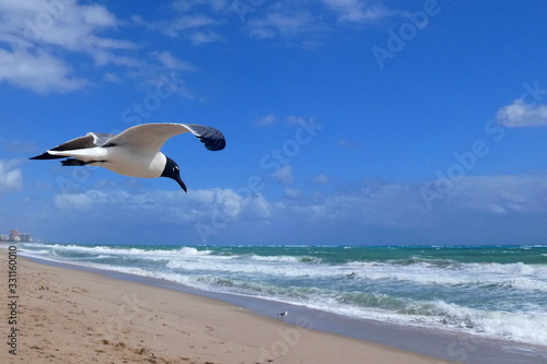 Schwarzkopfm  we schwebt in der Luft am Strand vorm Meer  Fort Lauderdale  Florida