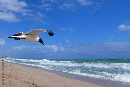 Schwarzkopfmöwe schwebt in der Luft am Strand vorm Meer, Fort Lauderdale, Florida