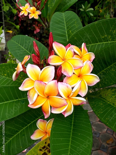 Frangipani Blüten in Nahaufnahme vor grünem Hintergrund, Thailand