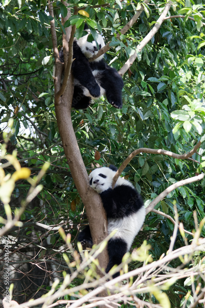 Obraz premium Panda w ZOO