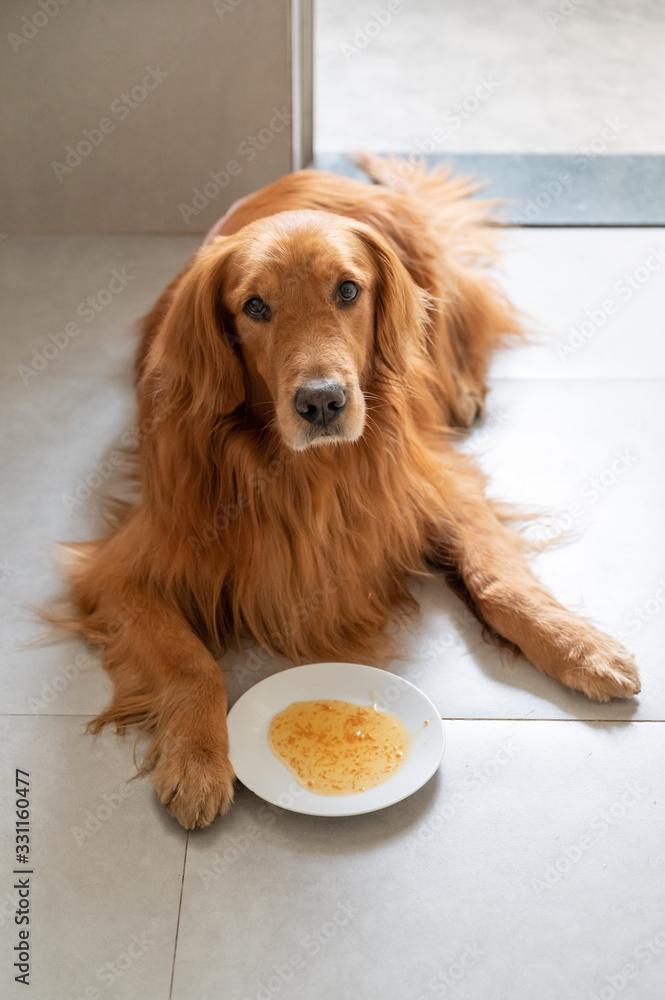 Golden retriever lying on the ground ready to eat