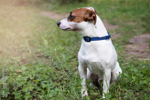Dog breed Jack Russell sits in the park on the grass and waits for the owner