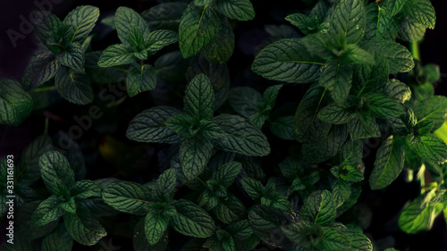 Mint leaves green background
