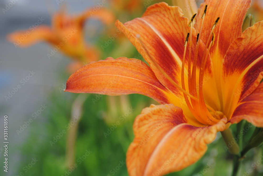 orange lilies close-up, blooming lilies, lilies bloom in the garden orange lilies close-up, blooming lilies, lilies bloom in the garden