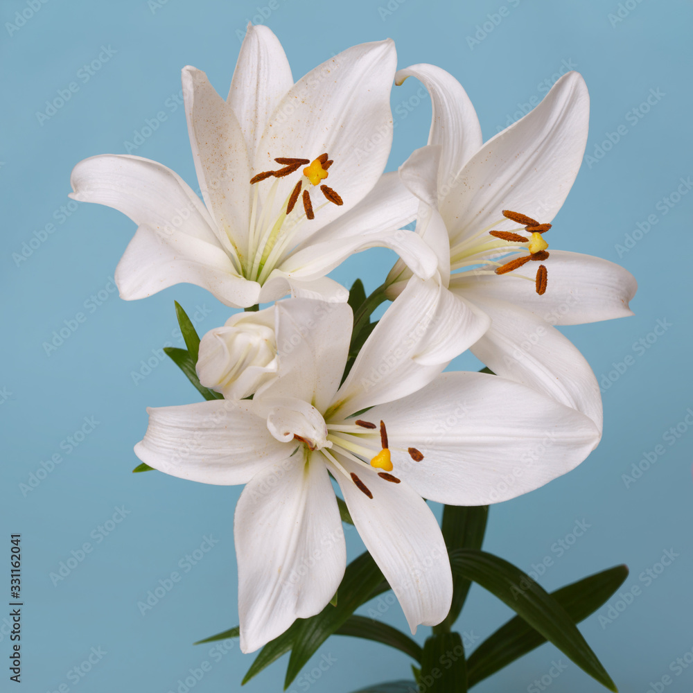 A branch of tender white lilies Isolated on a turquoise background.