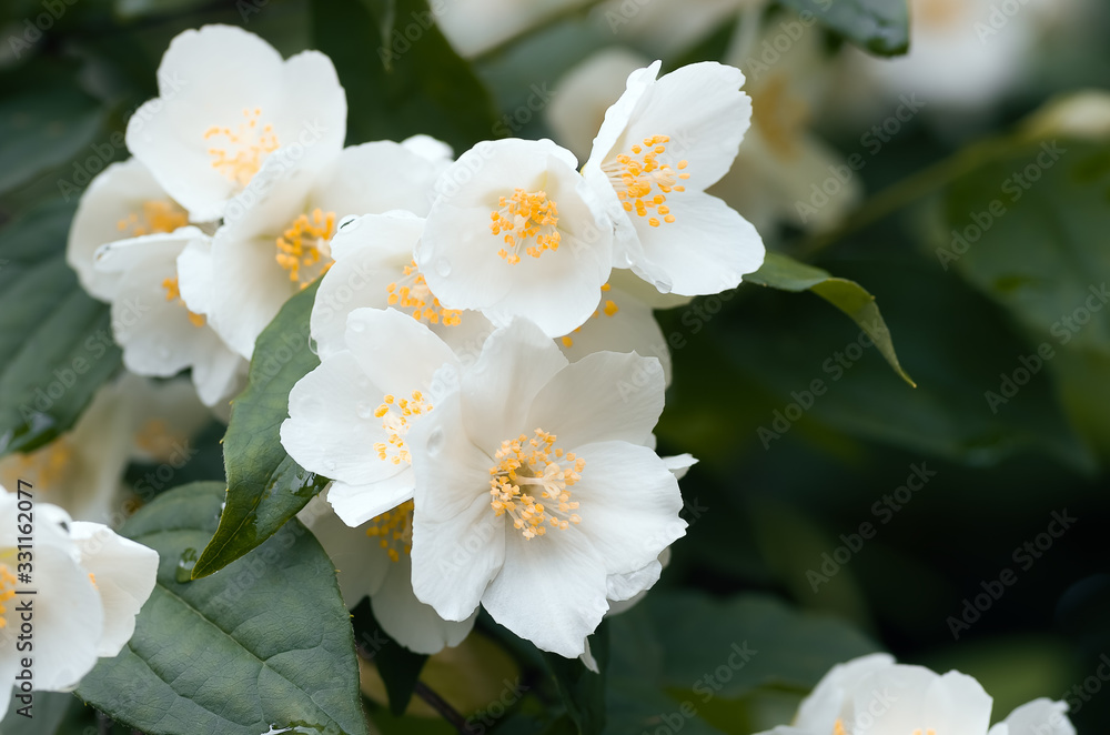 Jasmine flowers on a bush closeup. Spring nature background Jasmine flowers on a bush closeup. Spring nature background