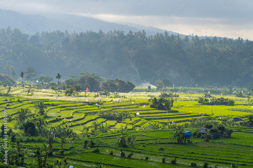 Rice paddy in Bali island in a morning, Indonesia