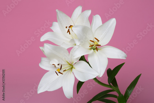 Fototapeta Naklejka Na Ścianę i Meble -  A branch of tender white lilies Isolated on a pink background.