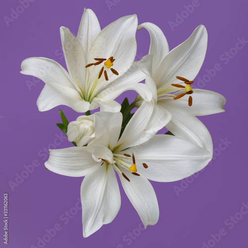 A branch of tender white lilies Isolated on a purple background. © ksi