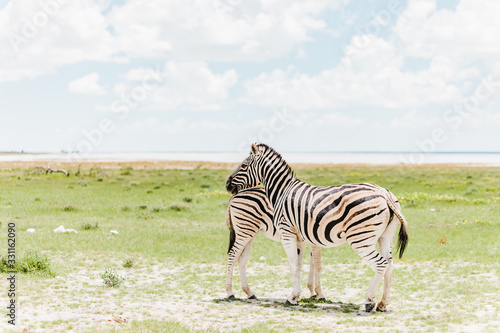 Zebras posing