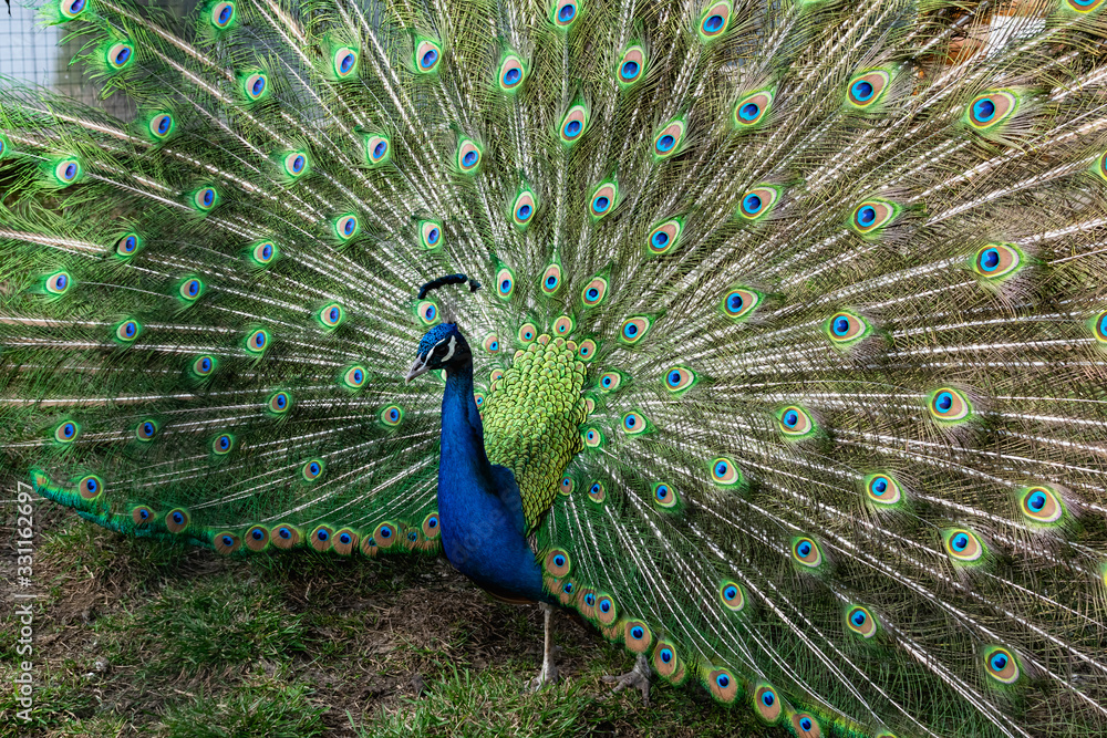 Obraz premium The most beautiful bird in the world is a peacock from the chicken family with a large and bright tail like a chic fan of feathers with eyes for protection. An animal from the pheasant family.