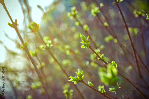 Beautiful spring nature – view of first green leaves and buds on brunches of lilac bush, growing in the garden. Selective focus