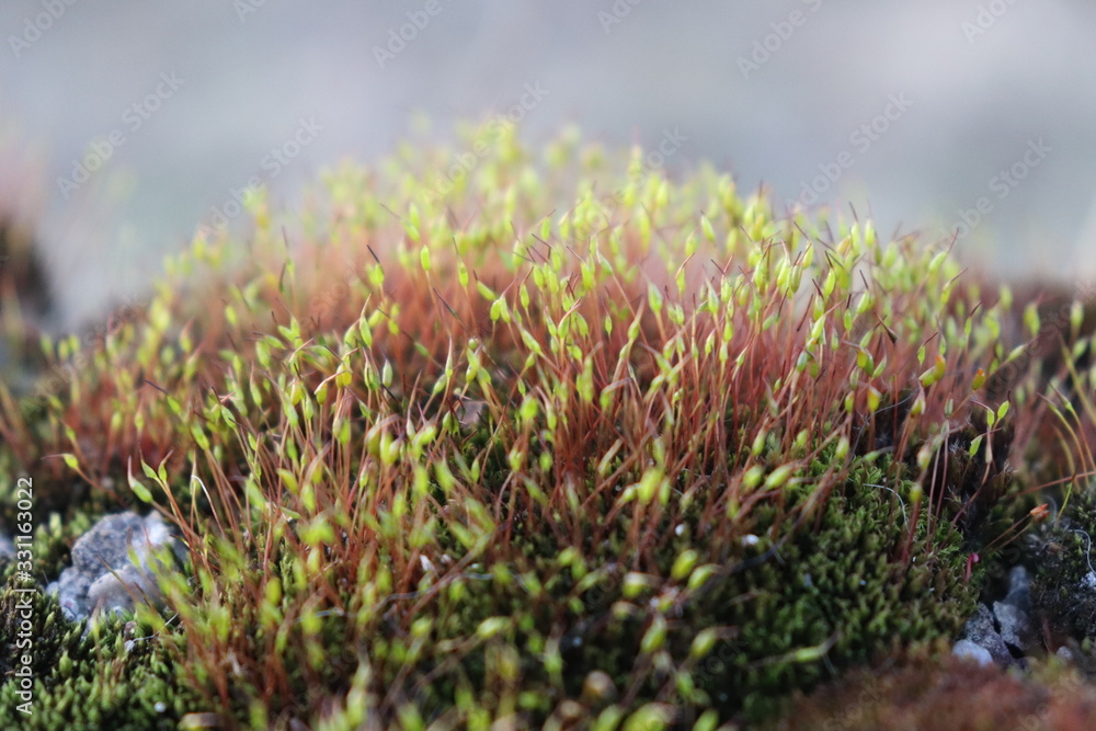 moss moss