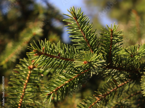 pine tree branch with cones