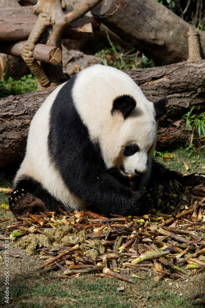 Fototapeta premium Panda w ZOO