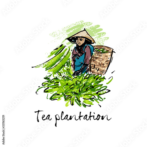 Plantation Tea Leaf Collector