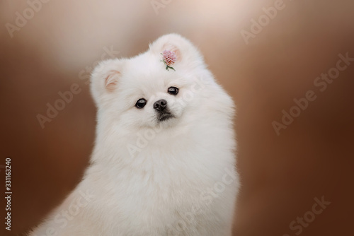 white pomeranian spitz dog portrait with a flower in fur