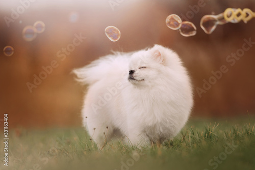 happy pomeranian spitz dog posing with bubbles